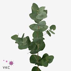 Zeleň - eucalyptus cinerea krátký - IT