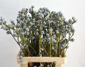 Zeleň - euk. globulus bal.