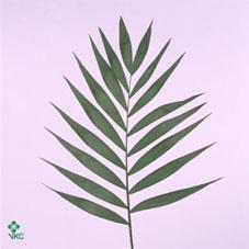 Zeleň - chico