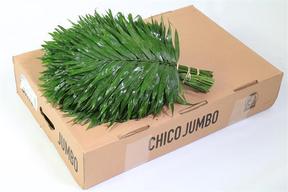Zeleň - chico jumbo