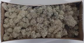 Zeleň - mech islandmos box