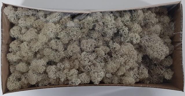 Zeleň - mech islandmos box