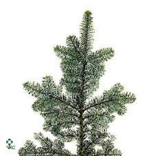 Zeleň - jedle nobilis 5 kg DIRECT (dk) bal.