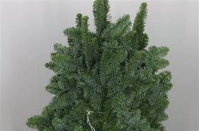 Zeleň - jedle nobilis 5 kg DIRECT (dk) bal.