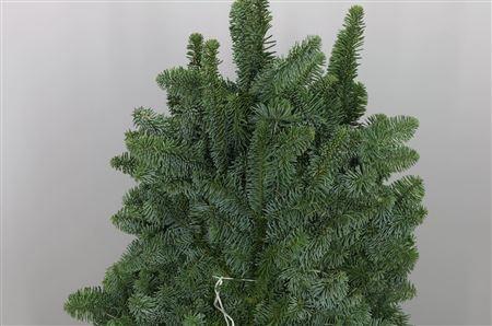 Zeleň - jedle nobilis 5 kg DIRECT (dk) bal.