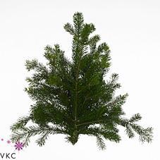 Zeleň - jedle nordmann 5 kg DIRECT (dk) bal.