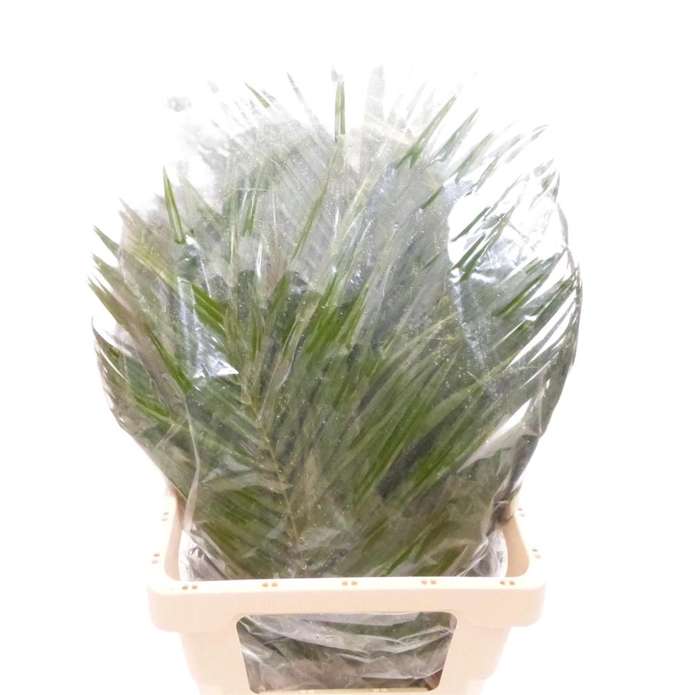 Zeleň - phoenix roebellini bal.