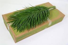 Zeleň - phoenix roebellini bal.