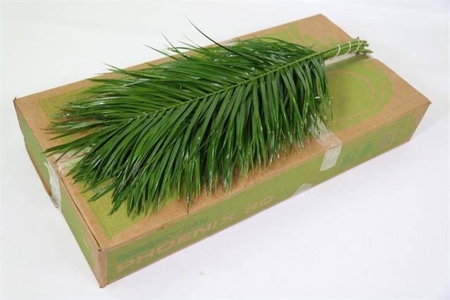 Zeleň - phoenix roebellini bal.