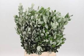 Zeleň - pittosporum
