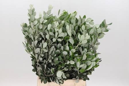 Zeleň - pittosporum