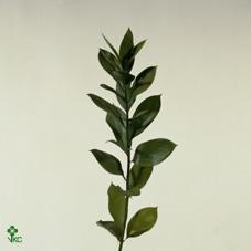 Zeleň - ruscus velkolistý