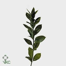 Zeleň - ruscus velkolistý