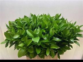 Zeleň - ruscus velkolistý DIRECT (it)