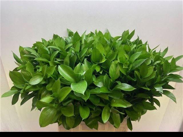 Zeleň - ruscus velkolistý DIRECT (it)