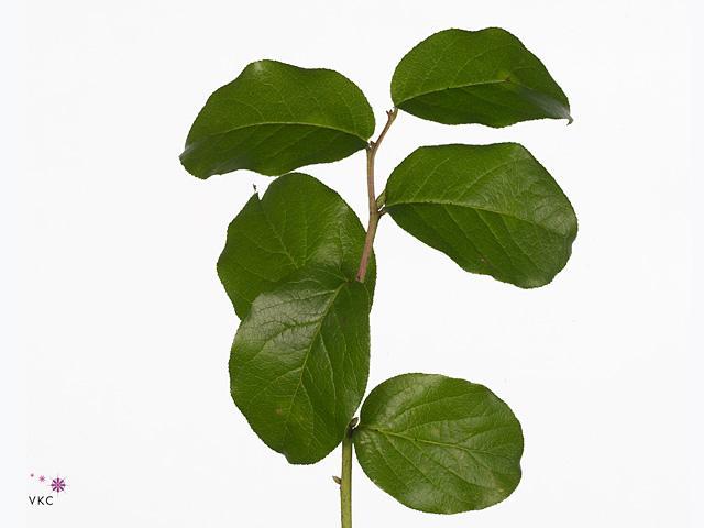 Zeleň - salal tips