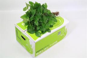 Zeleň - salal tips