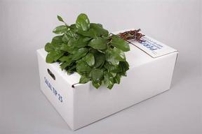 Zeleň - salal tips