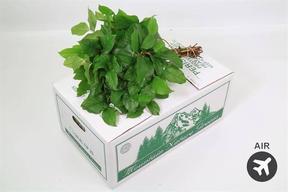 Zeleň - salal tips bal.