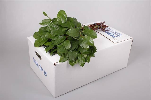 Zeleň - salal tips