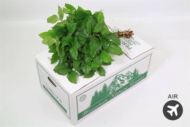 Zeleň - salal tips bal.