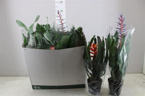 Aechmea fasciata Primera
