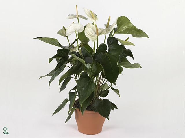 Anthurium White Champion