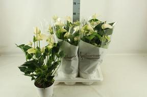 Anthurium White Champion