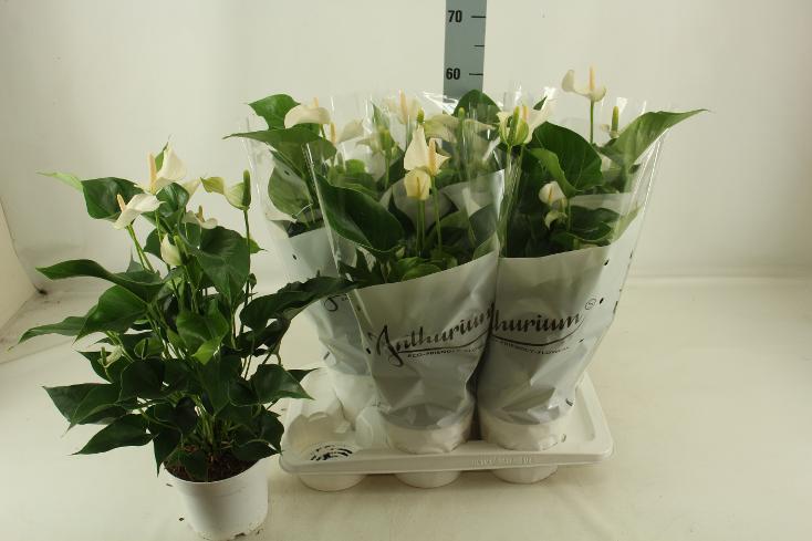 Anthurium White Champion