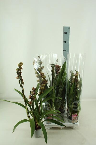 Cymbidium mix