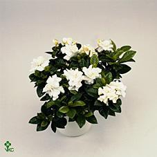 Gardenia jasminoides 10+