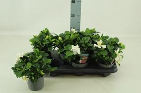 Gardenia jasminoides 10+