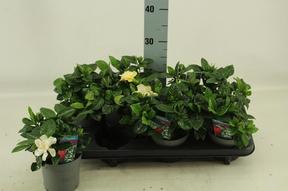 Gardenia jasminoides 10+