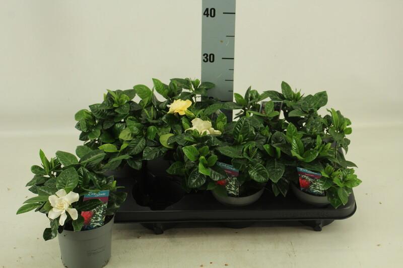 Gardenia jasminoides 10+