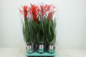 Guzmania Ostrata red