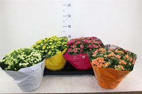 Kalanchoe Rosalina mix