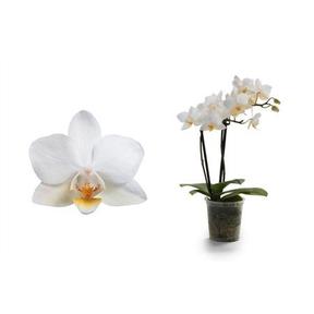Phalaenopsis mini white