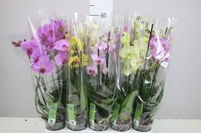 Phalaenopsis mix 2tak 16+
