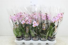 Phalaenopsis multiflora pink 2tak