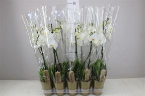 Phalaenopsis white 1tak obal