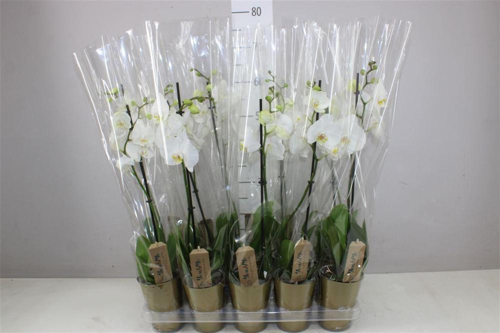 Phalaenopsis white 1tak obal