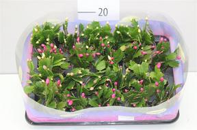 Schlumbergera mini mix