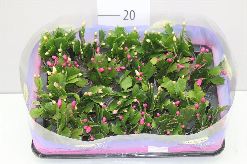 Schlumbergera mini mix
