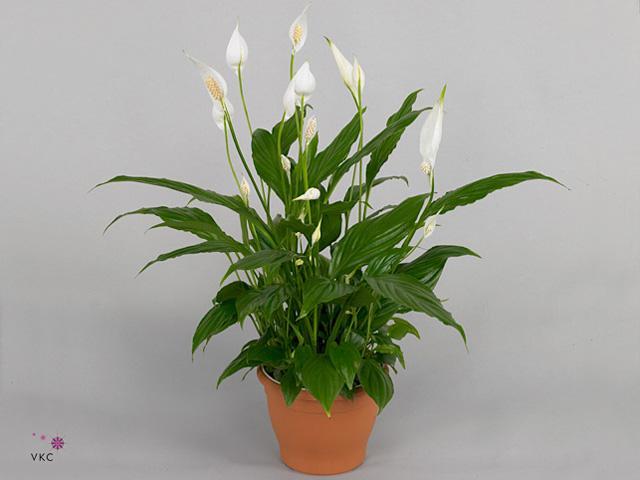 Spathiphyllum Bellini