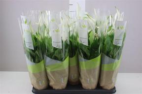 Spathiphyllum Bellini