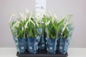 Spathiphyllum Bellini