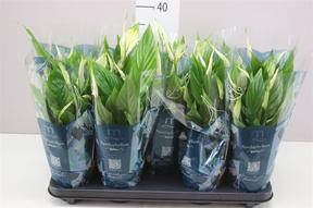 Spathiphyllum Bellini