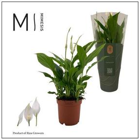 Spathiphyllum Bellini