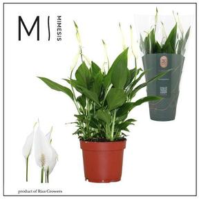 Spathiphyllum Bellini