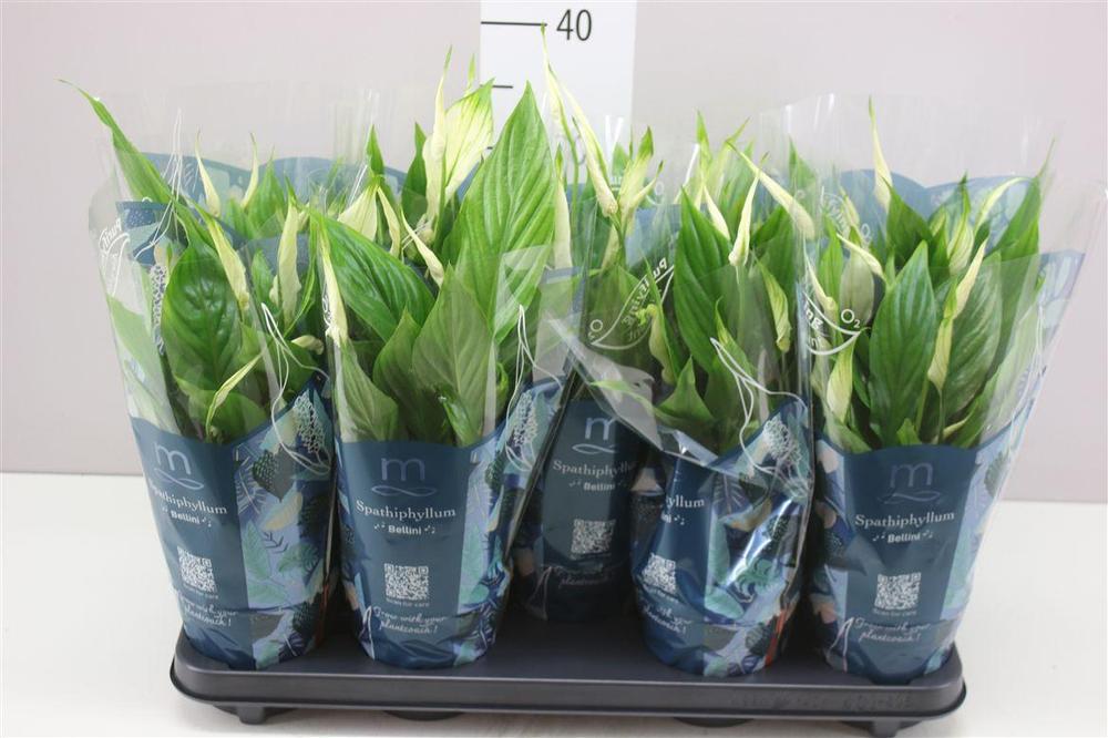 Spathiphyllum Bellini